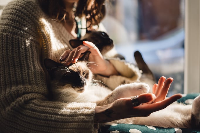 Gato con su dueña